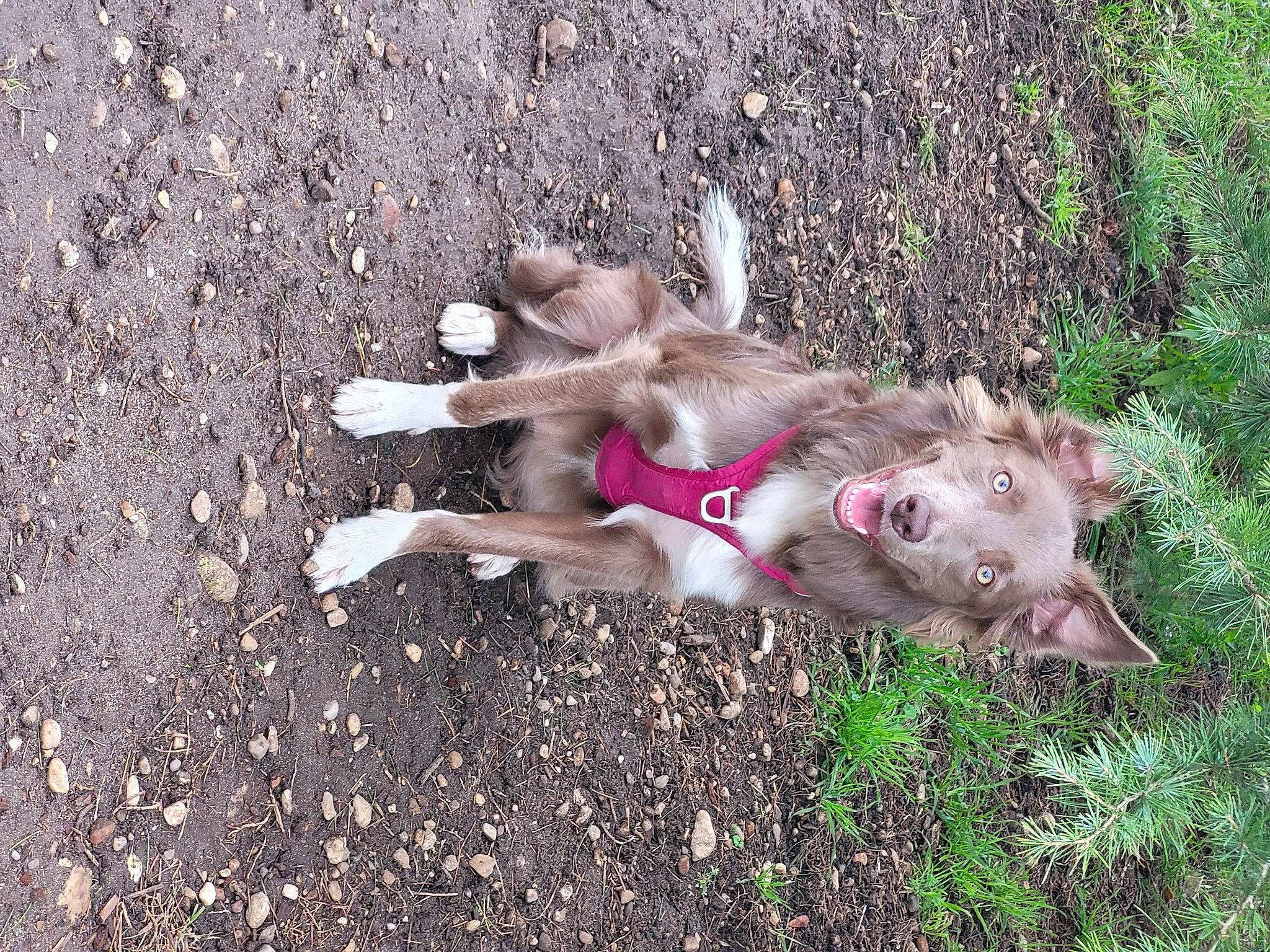 Sia participe au concours pour gagner de l'argent avec cette photo : canidae, carnivore, companion_dog, dog, dog_breed, domestic_pig, fawn, grass, herbaceous_plant, livestock, non_sporting_group, paw, plant, soil, sporting_group, suidae, tail, terrestrial_animal