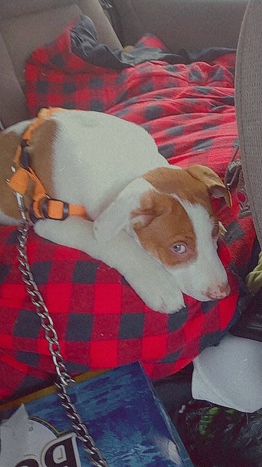 Tyu is registered to the contest to win money with this photo: carnivore, comfort, companion_dog, dog, dog_breed, fawn, fur, linens, livestock, nap, pattern, plaid, sporting_group, tail, tartan, terrestrial_animal, textile, watch, wood, working_animal