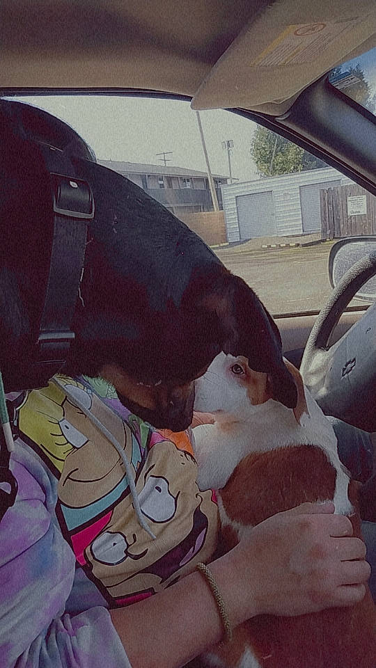 Tyu joined the competition — help win amazing prizes! art, auto_part, automotive_design, automotive_exterior, automotive_mirror, car, car_seat, car_seat_cover, carnivore, fawn, head_restraint, human_leg, motor_vehicle, snout, steering_wheel, vehicle, vehicle_door, window, windshield, working_animal
