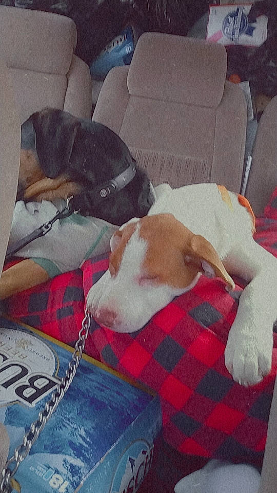 Tyu joined the competition — help win amazing prizes! canidae, carnivore, collar, comfort, companion_dog, couch, dog, dog_breed, dog_supply, lap, linens, mammal, pattern, pet_supply, plaid, sleeper_chair, sporting_group, tartan, vertebrate, working_animal