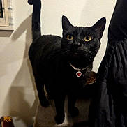 Guerra is registered to the contest to win money with this photo: black_cat, cat, feline, pet, animal, standing, collar, jewel, heart_pendant, yellow_eyes, whiskers, upright_tail, indoor, home, wall, shadow, furniture, portrait, dark_fur, curious