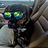 accessory, animal, canine, car_interior, casual, chain_collar, companion, dashboard, daylight, dog, leather_seat, pet, portrait, reflection, relaxed, seat, sitting, sunglasses, vehicle, window