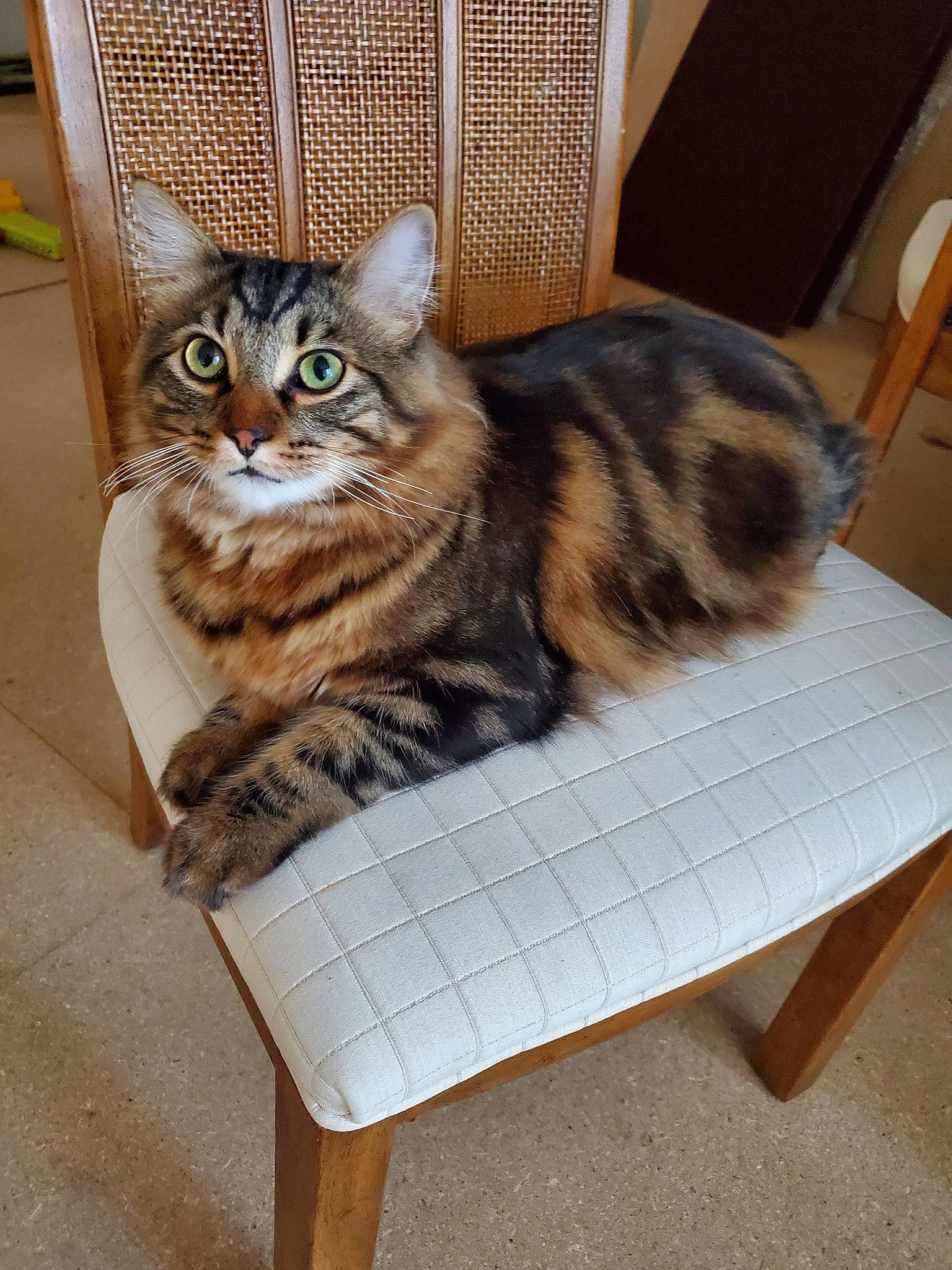 Ollie joined the competition — help win amazing prizes! american_shorthair, asian, carnivore, cat, chair, domestic_short_haired_cat, dragon_li, european_shorthair, felidae, fur, kitten, maine_coon, mammal, sitting, small_to_medium_sized_cats, sokoke, tabby_cat, toyger, vertebrate, whiskers