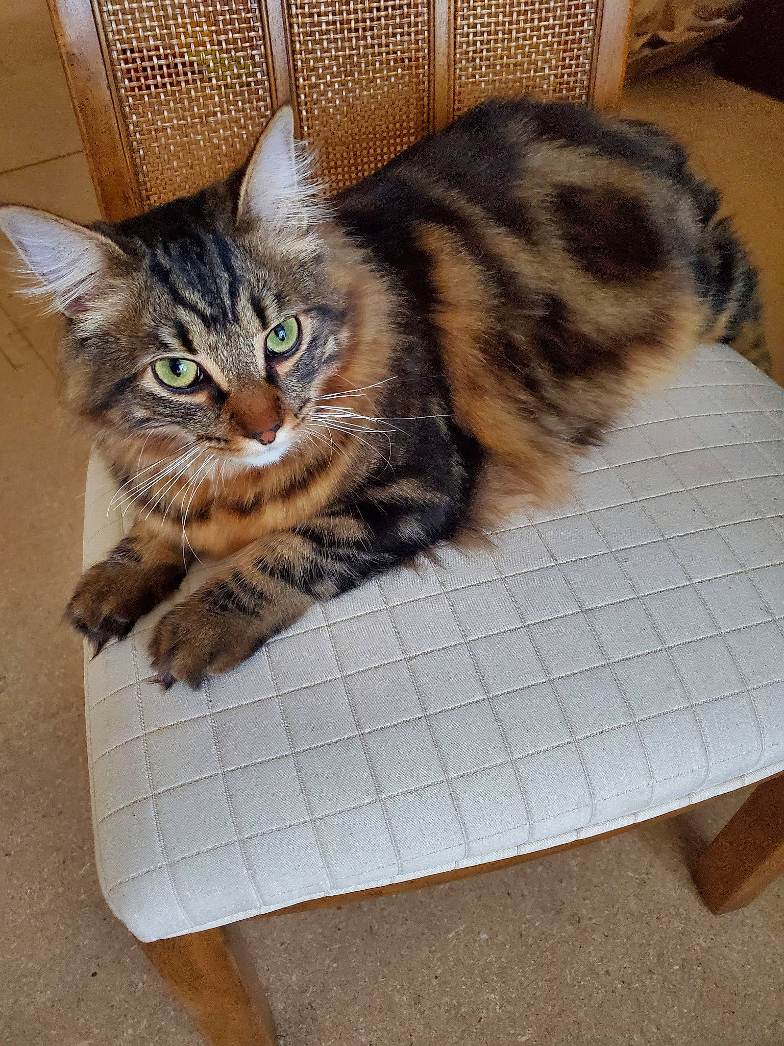 Ollie is registered to the contest to win money with this photo: american_shorthair, asian, bengal, carnivore, cat, domestic_short_haired_cat, dragon_li, european_shorthair, felidae, fur, kitten, maine_coon, mammal, ocicat, pixie_bob, small_to_medium_sized_cats, tabby_cat, toyger, vertebrate, whiskers