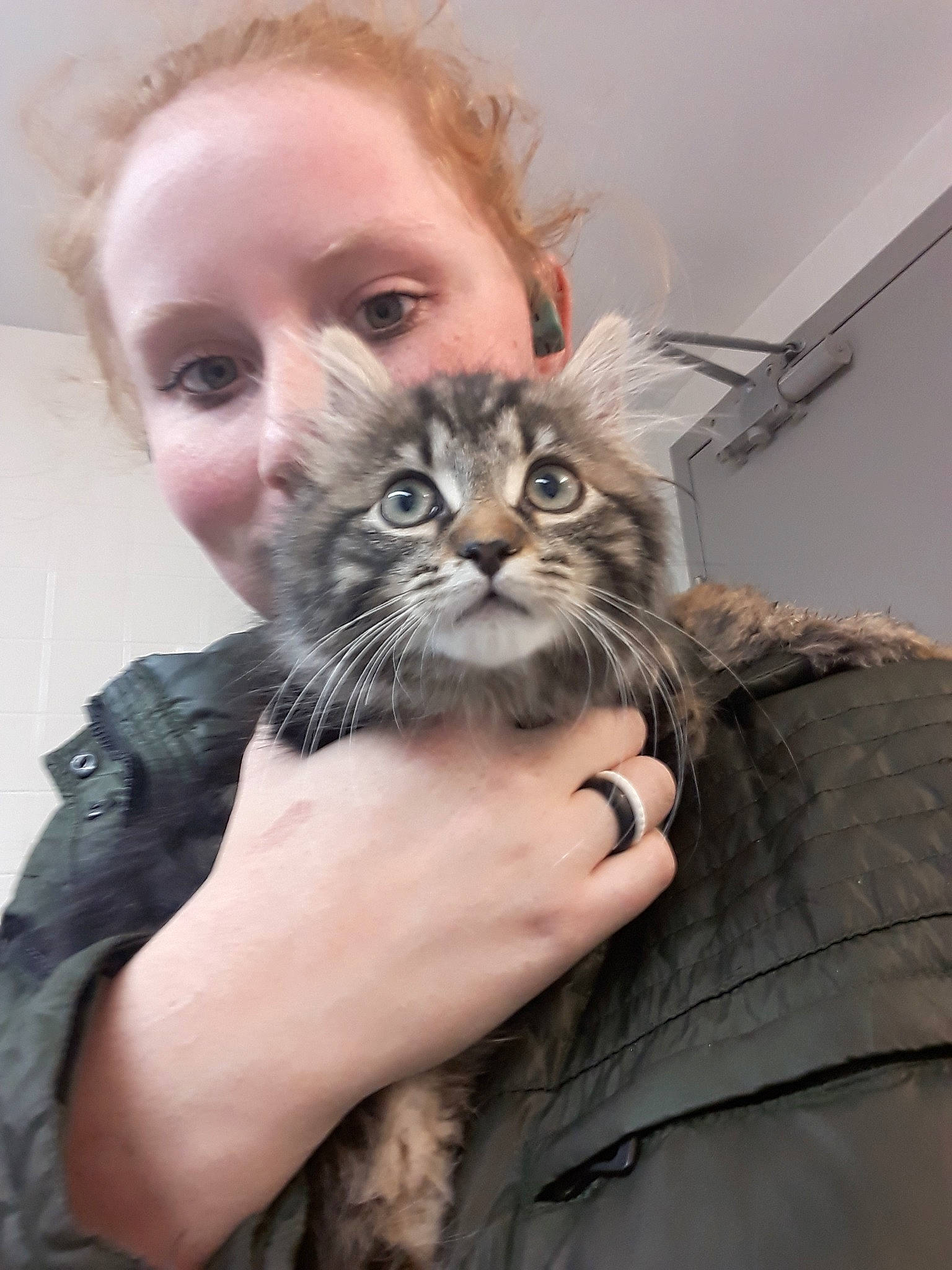 Ollie is registered to the contest to win money with this photo: asian, british_longhair, british_semi_longhair, carnivore, cat, domestic_long_haired_cat, domestic_short_haired_cat, european_shorthair, felidae, kitten, maine_coon, mammal, norwegian_forest_cat, pixie_bob, siberian, small_to_medium_sized_cats, tabby_cat, whiskers