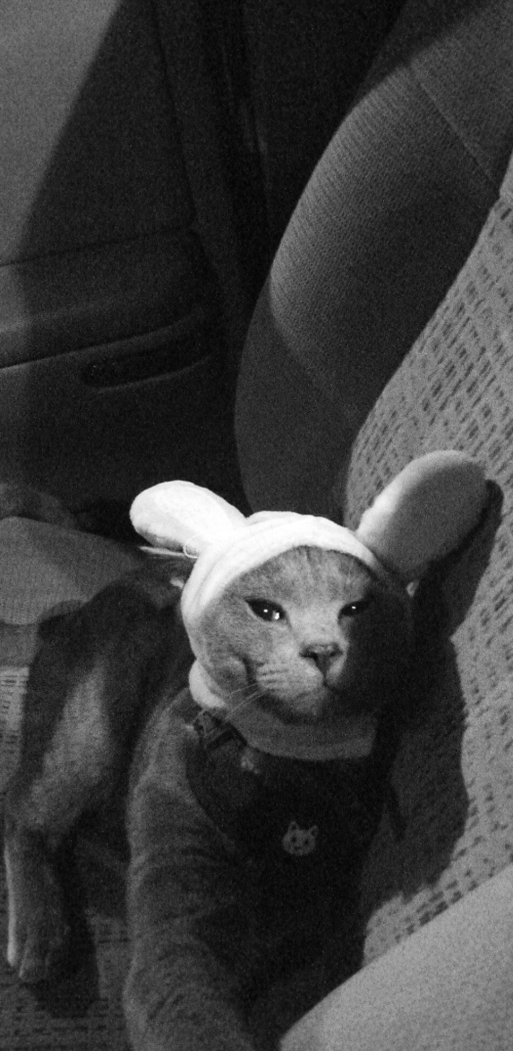 Montu is registered to the contest to win money with this photo: black, black_and_white, carnivore, comfort, dog_breed, fawn, felidae, glasses, grey, monochrome, monochrome_photography, small_to_medium_sized_cats, snout, stuffed_toy, style, terrestrial_animal, toy, whiskers, white, working_animal
