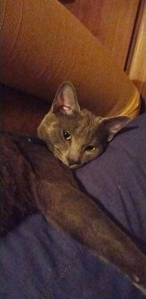 Montu is registered to the contest to win money with this photo: carnivore, cat, cloud, comfort, darkness, domestic_short_haired_cat, ear, felidae, fur, night, sky, small_to_medium_sized_cats, snout, whiskers