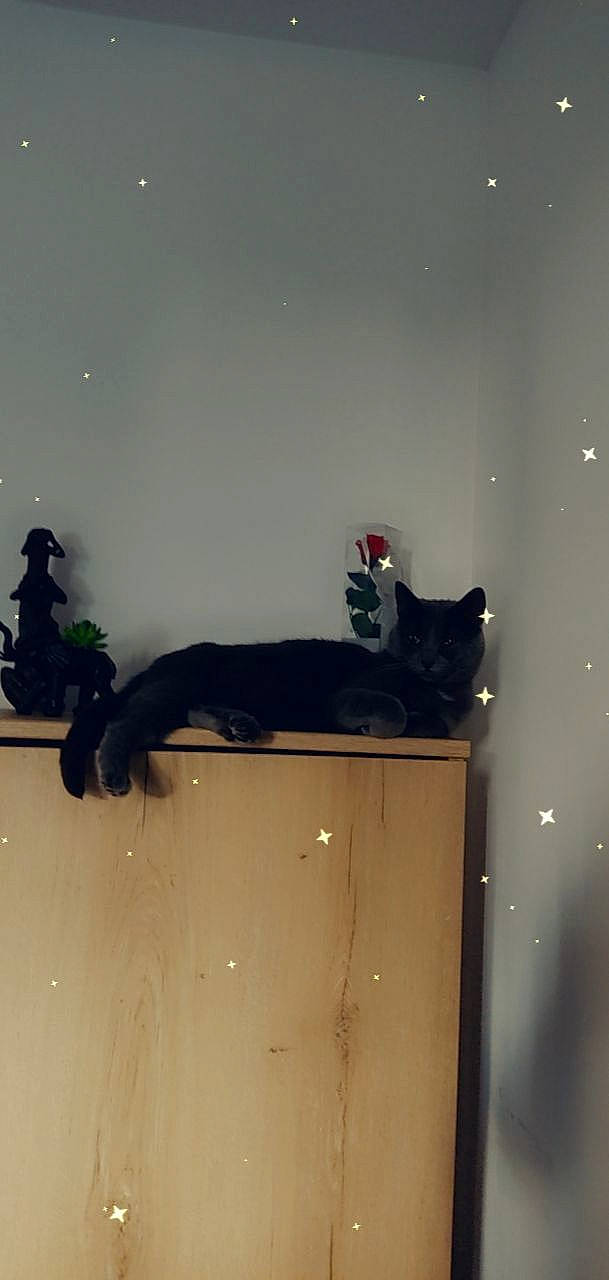 Kara a rejoint le concours — aidez-le/la à gagner de superbes lots ! art, carmine, cat, door, felidae, fur, plaster, room, shadow, small_to_medium_sized_cats, space, tail, tints_and_shades, visual_arts, whiskers, window, wood