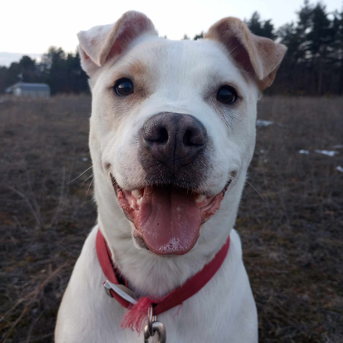 Charlie is registered to the contest to win money with this photo: accessories, animal, bodypart, boxer, bulldog, canine, collar, dog, hound, labradorretriever, leash, mouth, person, pet, pitbull, pointer, puppy, strap, terrier, whitedog