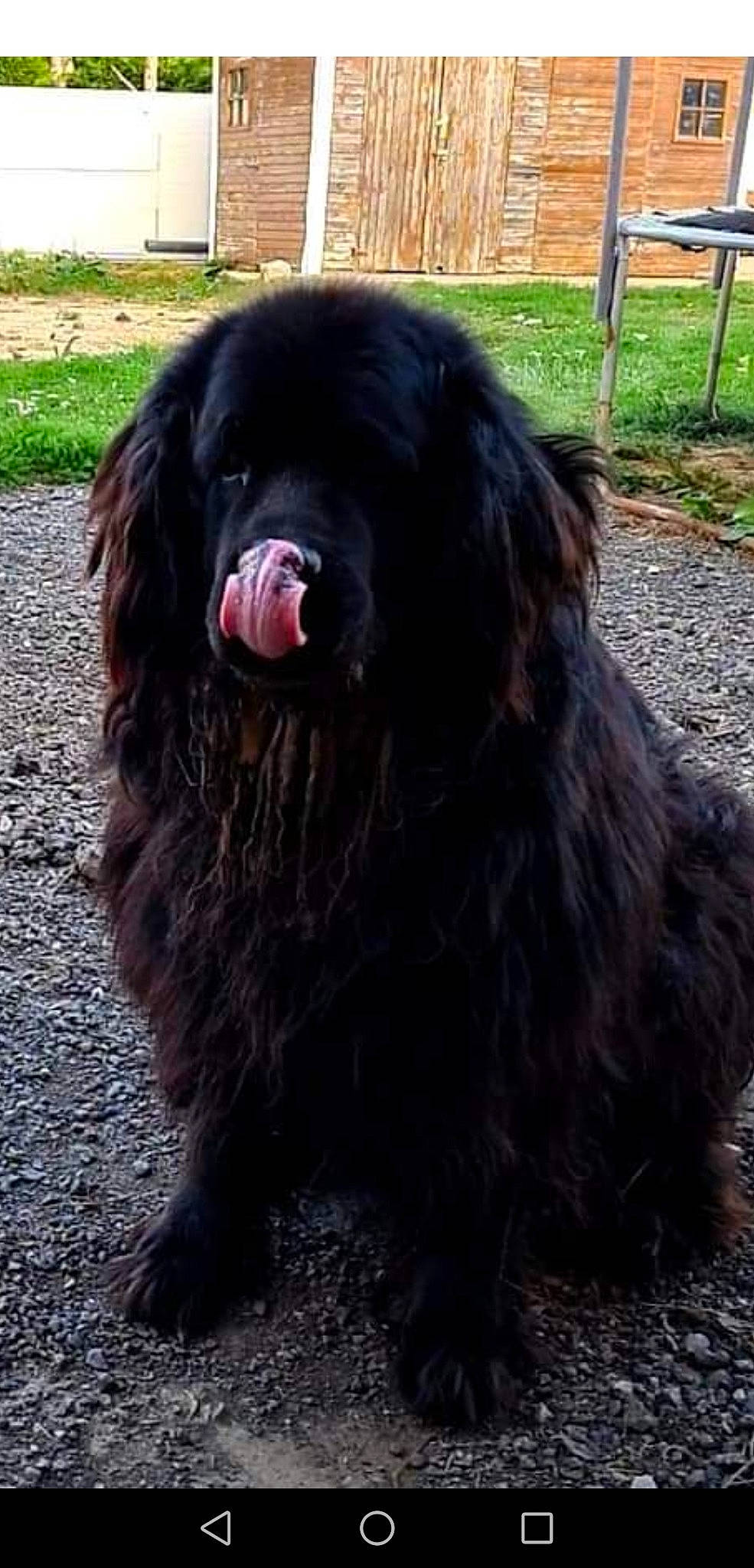 Hulysse participe au concours pour gagner de l'argent avec cette photo : canidae, carnivore, companion_dog, dog, dog_breed, fur, gaddi_kutta, giant_dog_breed, grass, guard_dog, herding_dog, leonberger, liver, plant, snout, sporting_group, terrestrial_animal, tibetan_mastiff, working_animal, working_dog