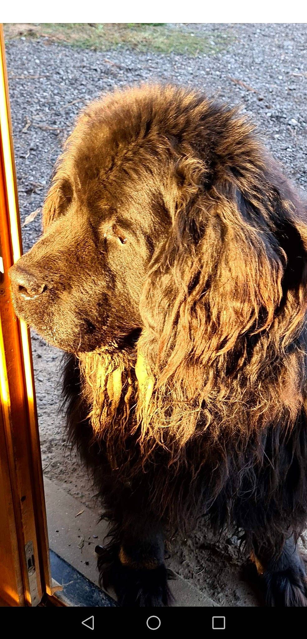 Hulysse participe au concours pour gagner de l'argent avec cette photo : big_cats, canidae, carnivore, companion_dog, dog, dog_breed, door, fur, giant_dog_breed, grass, kodiak_bear, lion, liver, masai_lion, snout, sporting_group, terrestrial_animal, wildlife, wood, working_animal