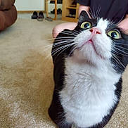 Mooshu joined the competition — help win amazing prizes! animal, background, black_and_white, carpet, cat, close_up, curious, domestic, eyes, feline, fur, furniture, home, indoor, legs, looking_up, person, pet, pink_nose, whiskers