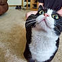 animal, background, black_and_white, carpet, cat, close_up, curious, domestic, eyes, feline, fur, furniture, home, indoor, legs, looking_up, person, pet, pink_nose, whiskers