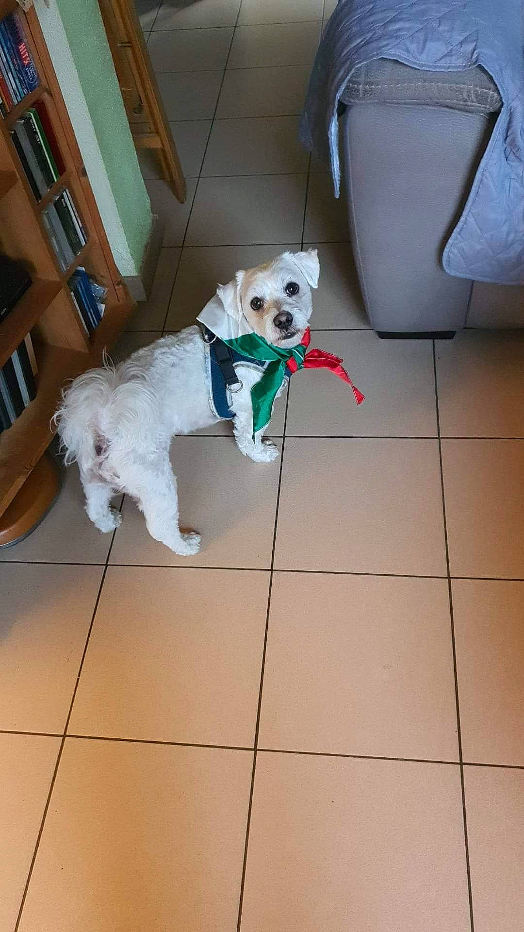 Snoopy participe au concours pour gagner de l'argent avec cette photo : bookcase, canidae, carnivore, chair, companion_dog, dog, dog_breed, dog_collar, dog_supply, fawn, floor, flooring, leash, pet_supply, snout, sporting_group, tile_flooring, toy_dog, white, working_animal