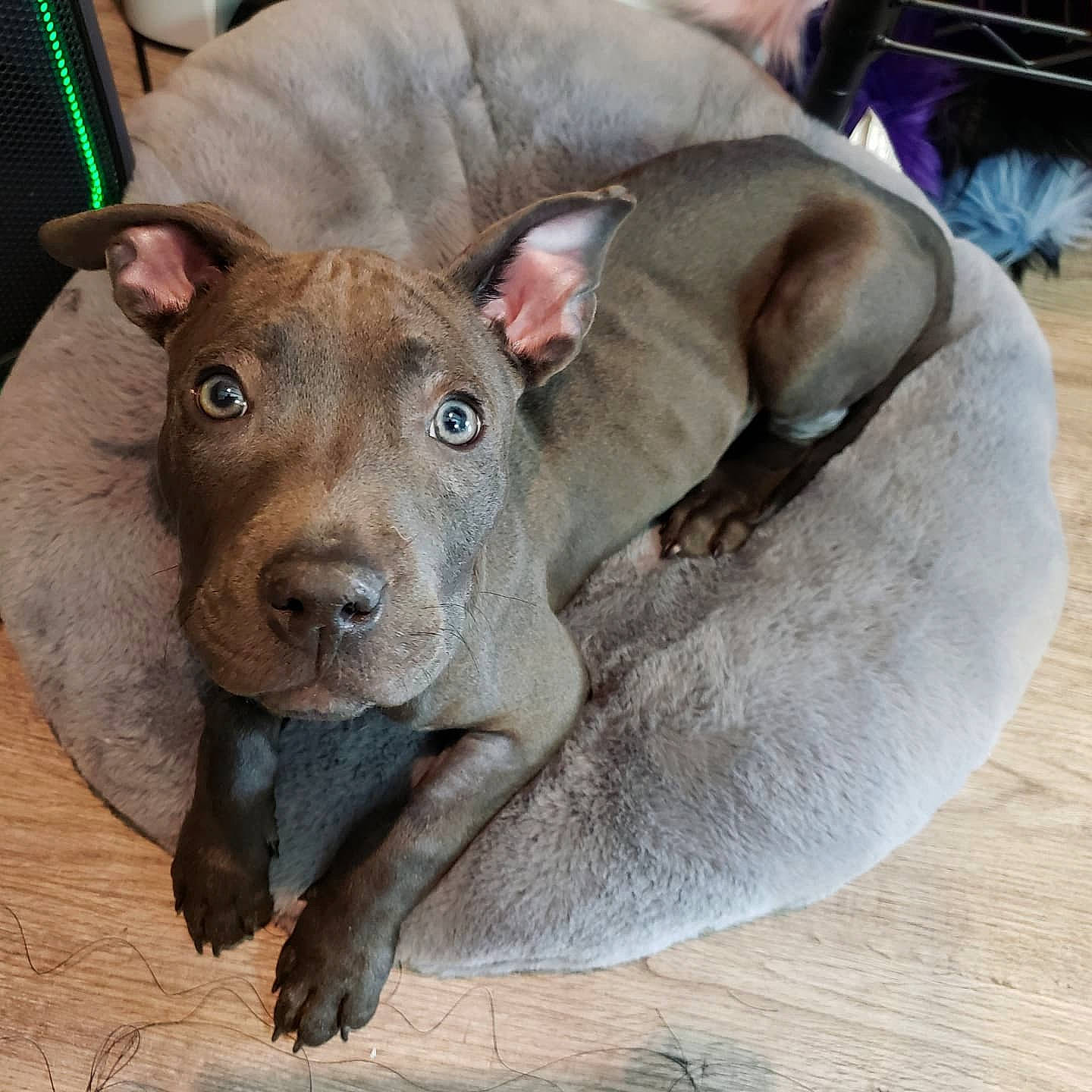 Hades joined the competition — help win amazing prizes! canidae, carnivore, collar, comfort, companion_dog, dog, dog_bed, dog_breed, dog_supply, ear, fawn, fur, liver, non_sporting_group, pet_supply, snout, sporting_group, whiskers, working_animal