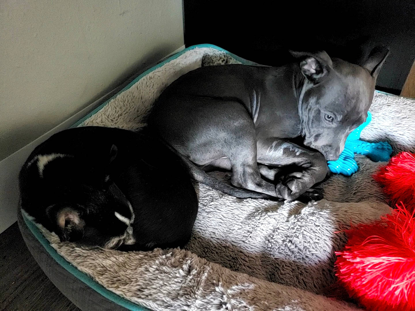 Hades is registered to the contest to win money with this photo: carnivore, cat, comfort, companion_dog, dog, dog_breed, dog_supply, fawn, felidae, fur, grey, linens, mammal, russian_blue, small_to_medium_sized_cats, snout, studio_couch, vertebrate, whiskers, working_animal