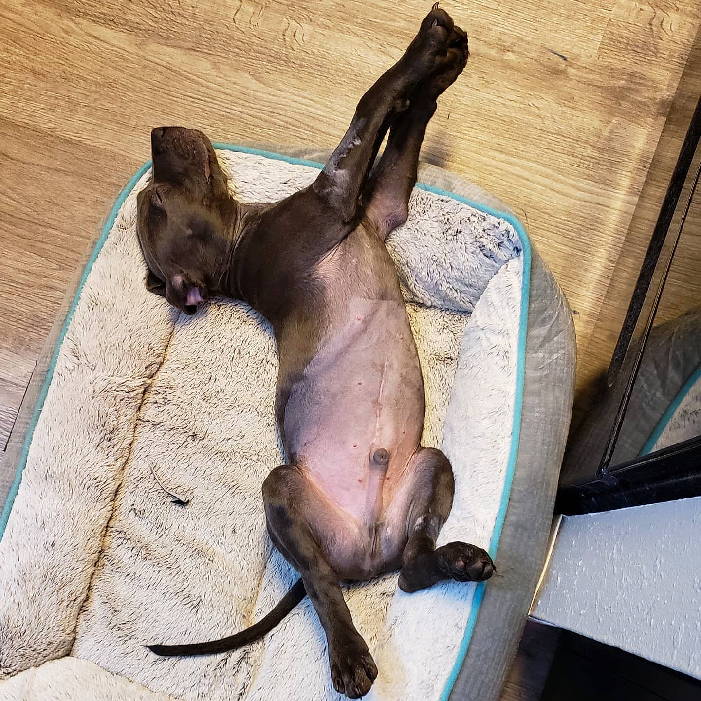 Hades joined the competition — help win amazing prizes! carnivore, comfort, companion_dog, dog, dog_breed, fawn, felidae, grey, guard_dog, liver, paw, pet_supply, pinscher, sporting_group, tail, terrestrial_animal, toy_dog, whiskers, wood, working_animal