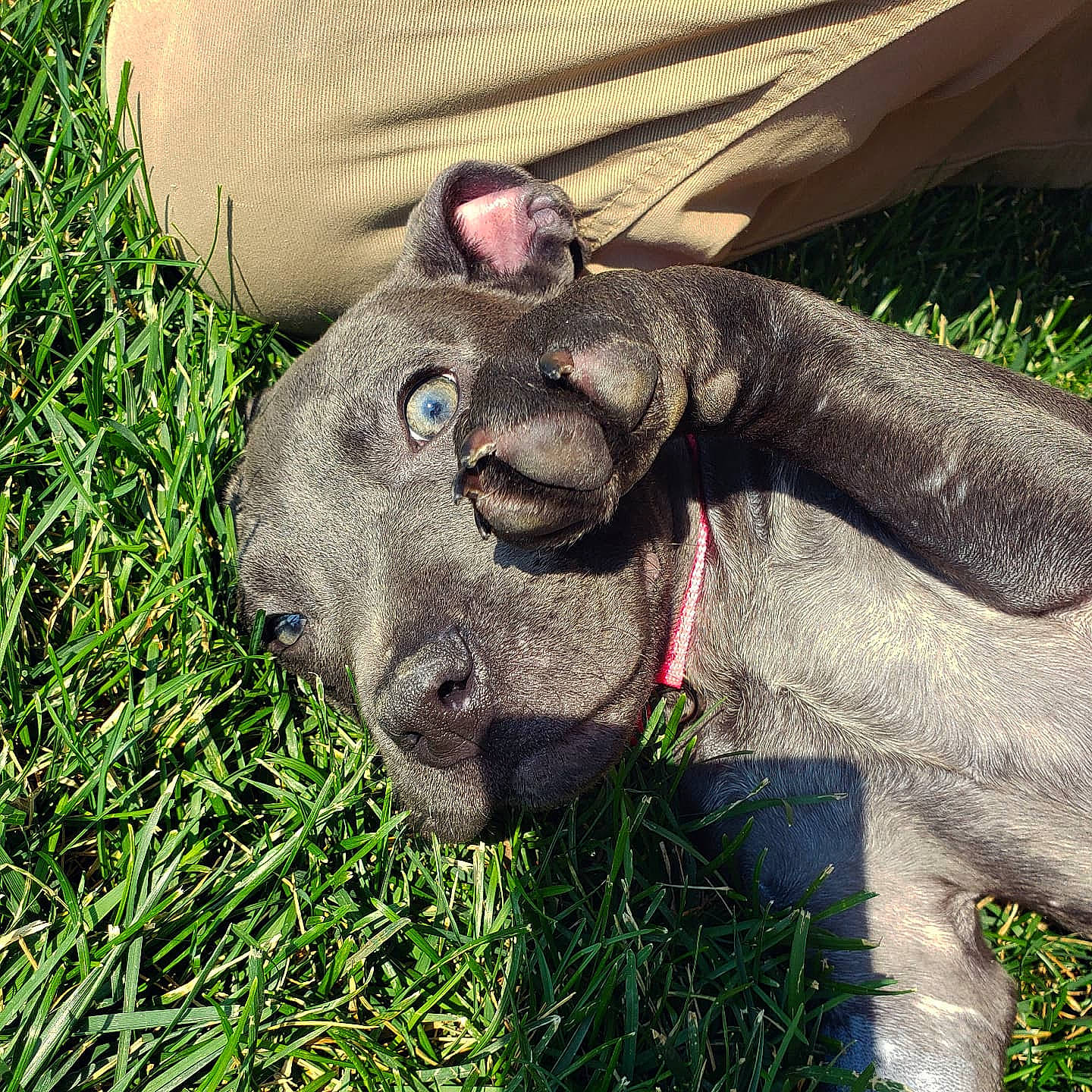 Hades joined the competition — help win amazing prizes! canidae, carnivore, collar, dog, dog_breed, fashion_accessory, fawn, foot, grass, groundcover, human_leg, liver, non_sporting_group, plant, snout, sporting_group, terrestrial_animal, working_animal, wrinkle, wrist