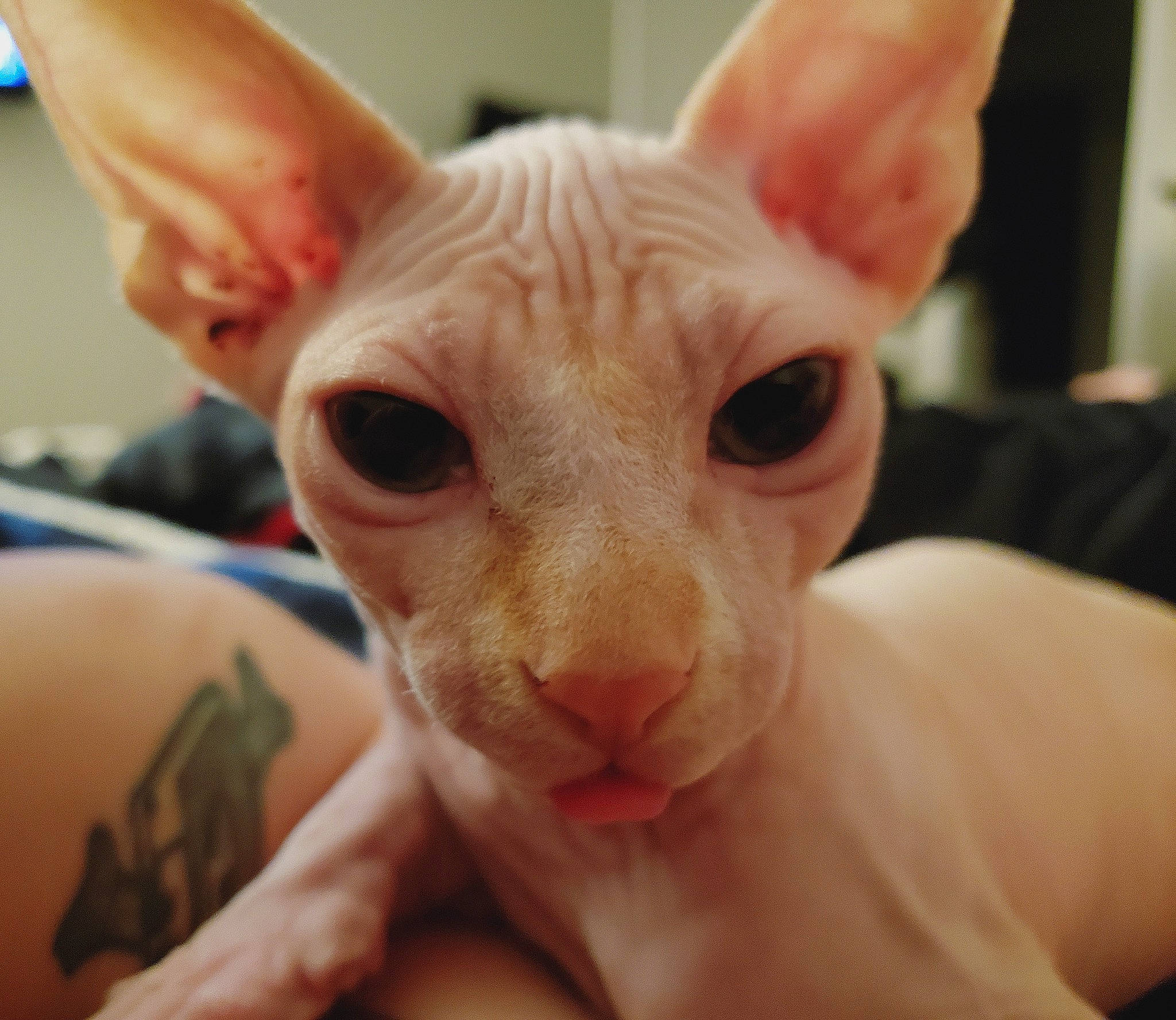 Igor joined the competition — help win amazing prizes! carnivore, cat, colorpoint_shorthair, cornish_rex, devon_rex, donskoy, ear, felidae, head, kitten, mammal, oriental_shorthair, peterbald, rex_cat, small_to_medium_sized_cats, snout, sphynx, ukrainian_levkoy, vertebrate, whiskers