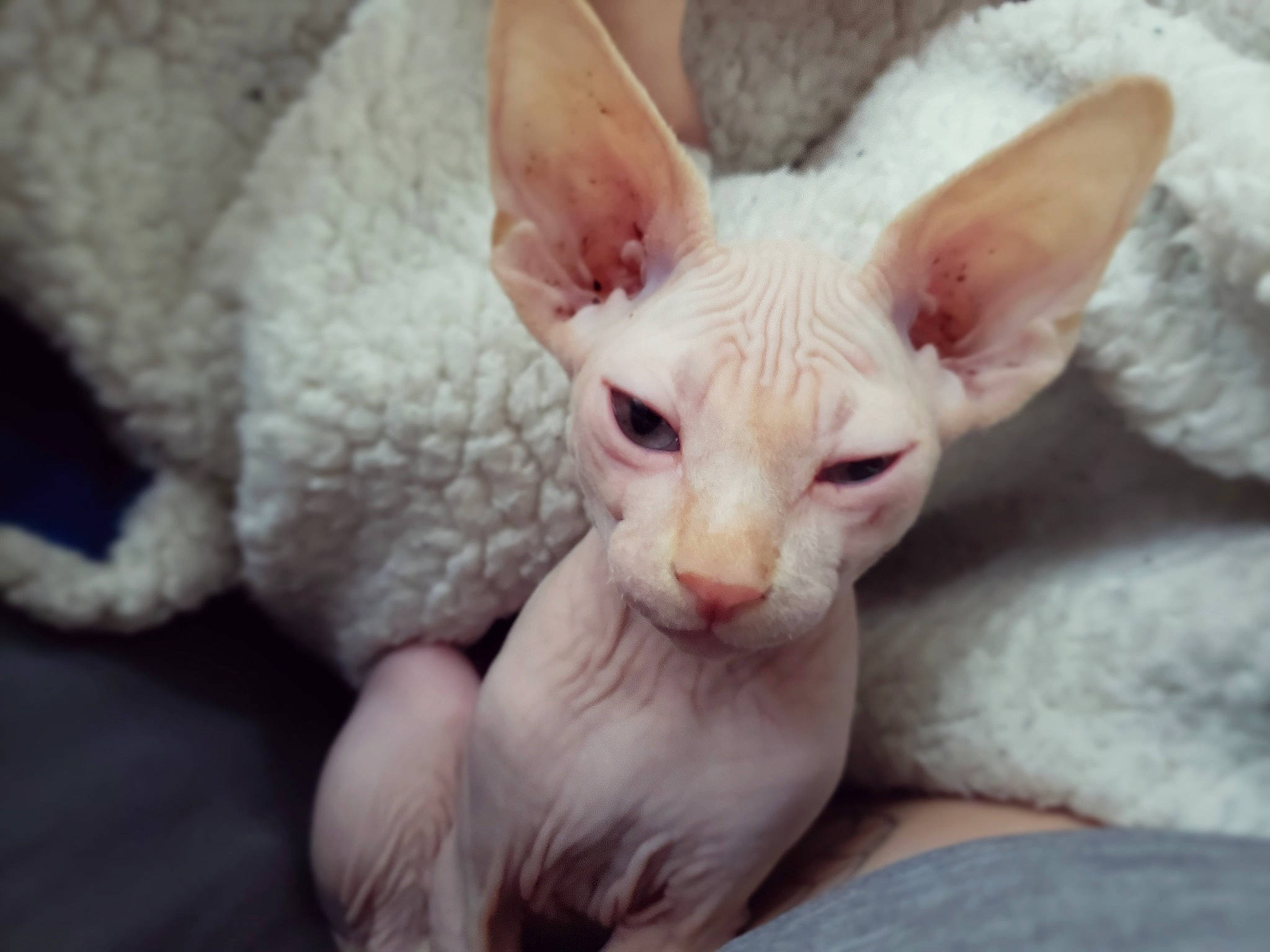 Igor is registered to the contest to win money with this photo: carnivore, cat, cornish_rex, devon_rex, donskoy, felidae, kitten, mammal, oriental_longhair, oriental_shorthair, peterbald, rex_cat, small_to_medium_sized_cats, sphynx, ukrainian_levkoy, vertebrate, whiskers