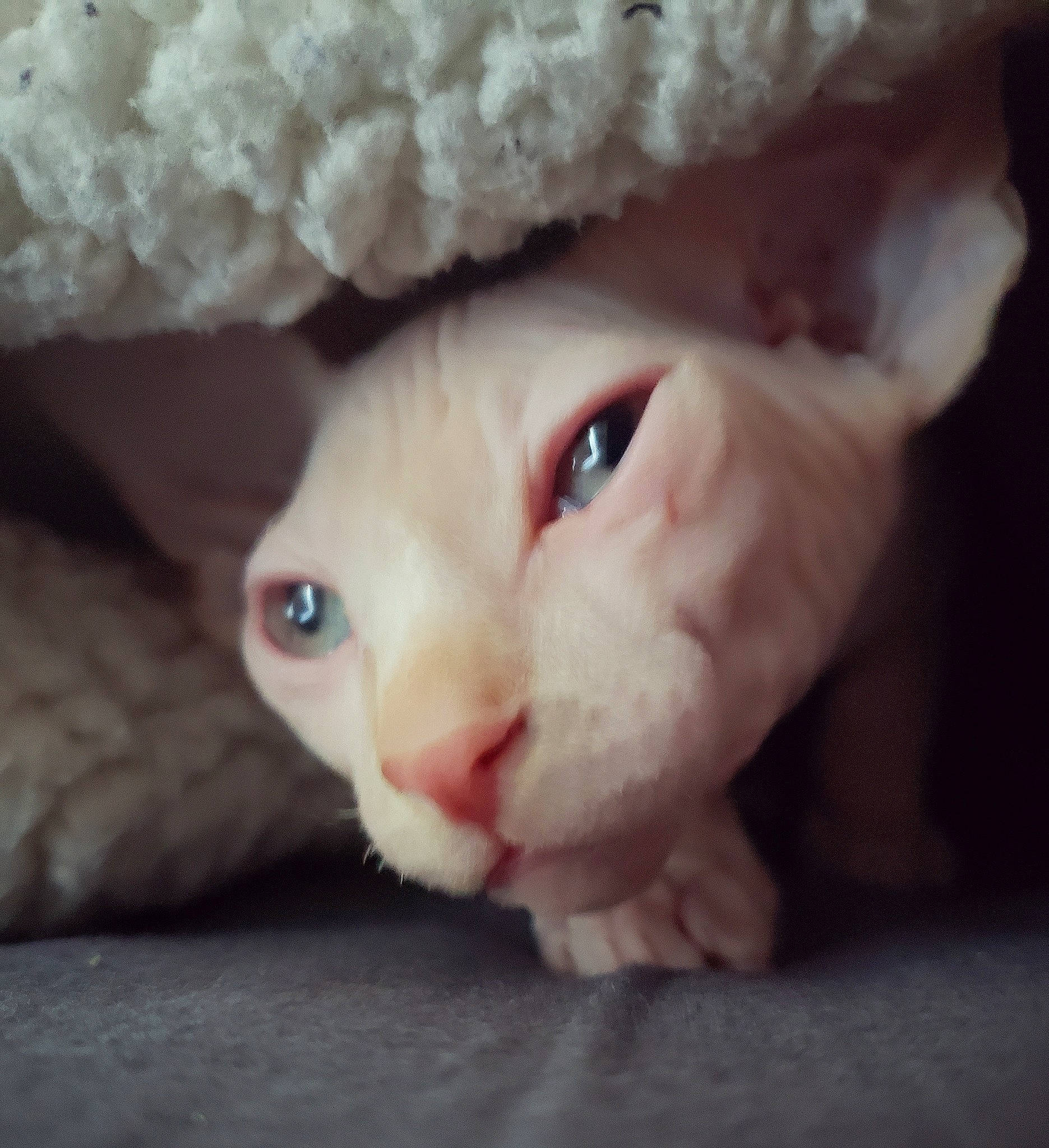 Igor joined the competition — help win amazing prizes! baby, carnivore, cat, cheek, cornish_rex, devon_rex, ear, eye, face, felidae, fur, head, headgear, kitten, nose, skin, small_to_medium_sized_cats, snout, turkish_van, whiskers