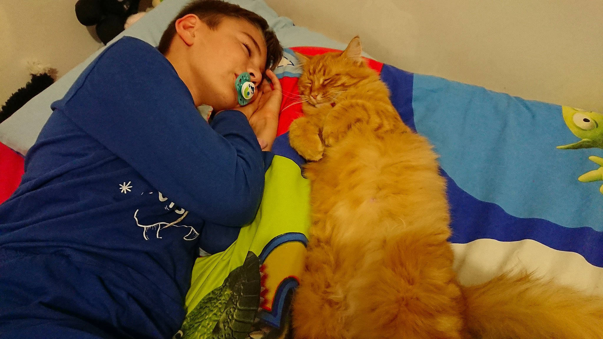 Rouquette a rejoint le concours — aidez-le/la à gagner de superbes lots ! carnivoran, cat, dog, dog_breed_group, dog_like_mammal, fun, fur, girl, headwear, hug, interaction, mammal, person, play, pomeranian, puppy, vertebrate