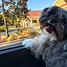 dog, pet, shaggy, fluffy, black_and_white, panting, tongue, happy, car, vehicle, window, outdoor, sunny, suburban, street, houses, trees, portrait, close_up, travel