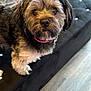 Gunner is registered to the contest to win money with this photo: dog, pet, fluffy, scruffy, collar, couch, indoor, fur, animal, canine, closeup, portrait, black_couch, blanket, floor, looking, cute, curious, domestic, companion