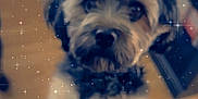 Gunner joined the competition — help win amazing prizes! dog, pet, indoor, fluffy, curious, closeup, sparkle_filter, floor, furniture, black_and_white_fur, cute, companion, animal, whiskers, ears, eyes, snout, small_dog, domestic, portrait