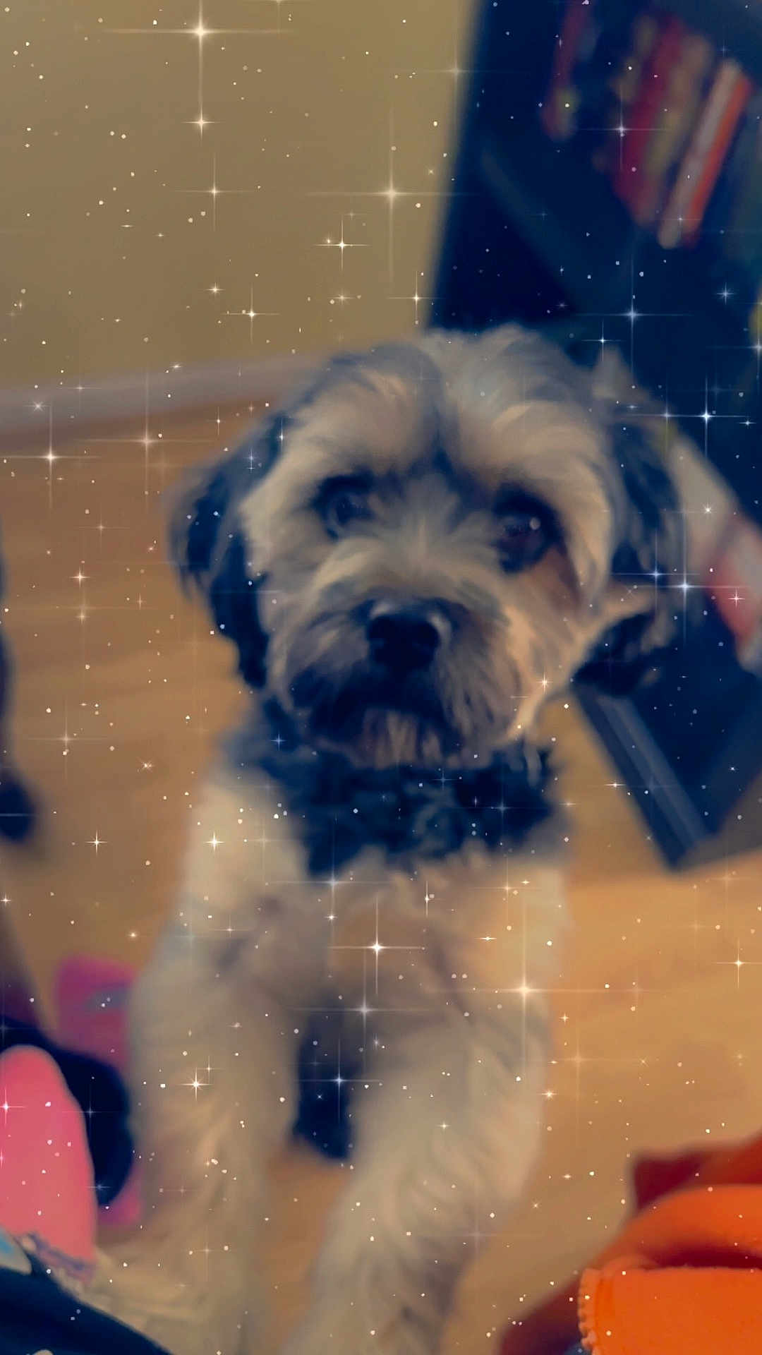 Gunner joined the competition — help win amazing prizes! dog, pet, indoor, fluffy, curious, closeup, sparkle_filter, floor, furniture, black_and_white_fur, cute, companion, animal, whiskers, ears, eyes, snout, small_dog, domestic, portrait