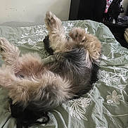 Gunner is registered to the contest to win money with this photo: dog, bed, bedding, blanket, fluffy, paws, lying_down, bedroom, relaxing, pet, fur, green, decor, comfort, domestic, animal, cute, sleeping, indoor, resting