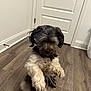 Gunner joined the competition — help win amazing prizes! dog, indoor, wooden_floor, white_door, pet, furry, black_and_white, sitting, cute, animal, floor, home, canine, fur, paw, pet_indoor, companion, domestic_animal, curly_fur, small_dog