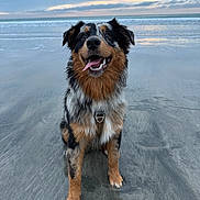 Kyo participe au concours pour gagner de l'argent avec cette photo : animal, beach, canine, cloudy, dog, fur, happy, landscape, nature, ocean, outdoor, pet, sand, sitting, sky, smiling, sunset, tongue_out, water, wet
