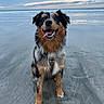 dog, beach, sand, ocean, water, sky, cloudy, wet, sitting, happy, tongue_out, fur, animal, outdoor, nature, pet, canine, smiling, sunset, landscape