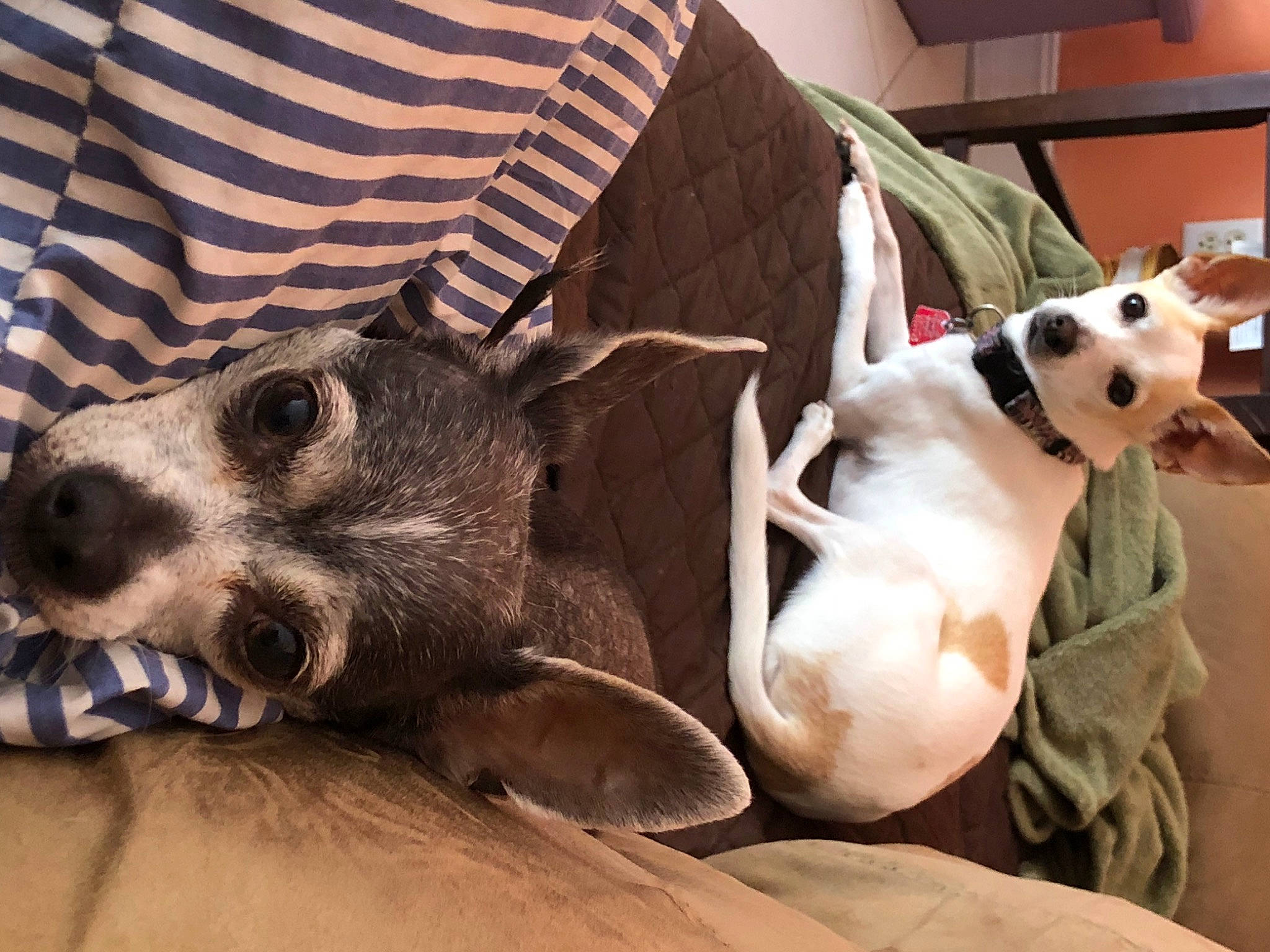 Bruno is registered to the contest to win money with this photo: american_hairless_terrier, canidae, carnivore, companion_dog, dog, dog_breed, fawn, mammal, snout, sporting_group, vertebrate