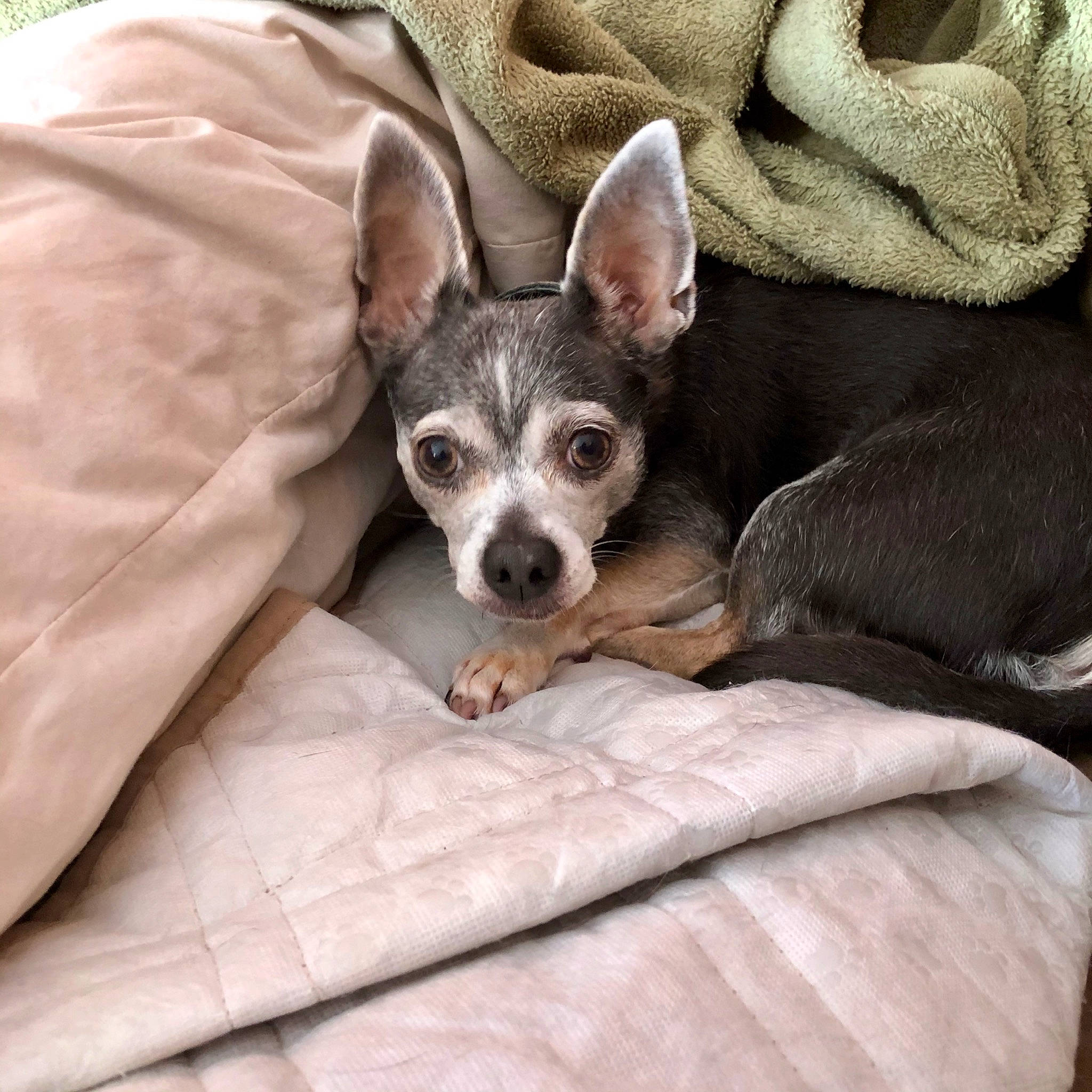 Bruno joined the competition — help win amazing prizes! american_hairless_terrier, canidae, carnivore, chihuahua, companion_dog, corgi_chihuahua, dog, dog_breed, mammal, puppy, rat_terrier, snout, teddy_roosevelt_terrier, toy_dog, toy_fox_terrier, vertebrate, whiskers