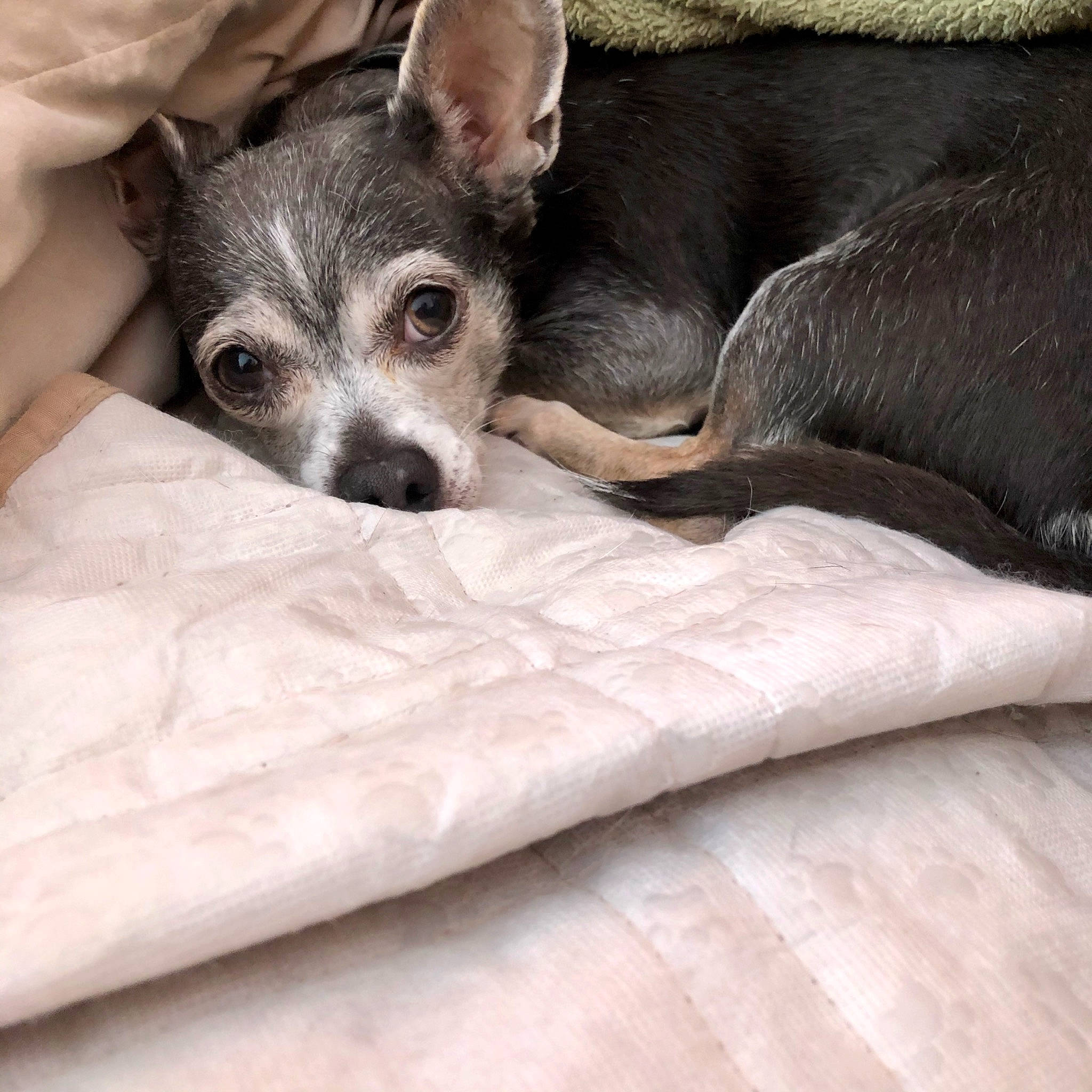 Bruno joined the competition — help win amazing prizes! american_hairless_terrier, canidae, carnivore, chihuahua, companion_dog, dog, dog_breed, feist, italian_greyhound, lurcher, mammal, peruvian_hairless_dog, puppy, rat_terrier, snout, teddy_roosevelt_terrier, toy_dog, vertebrate, whippet, whiskers