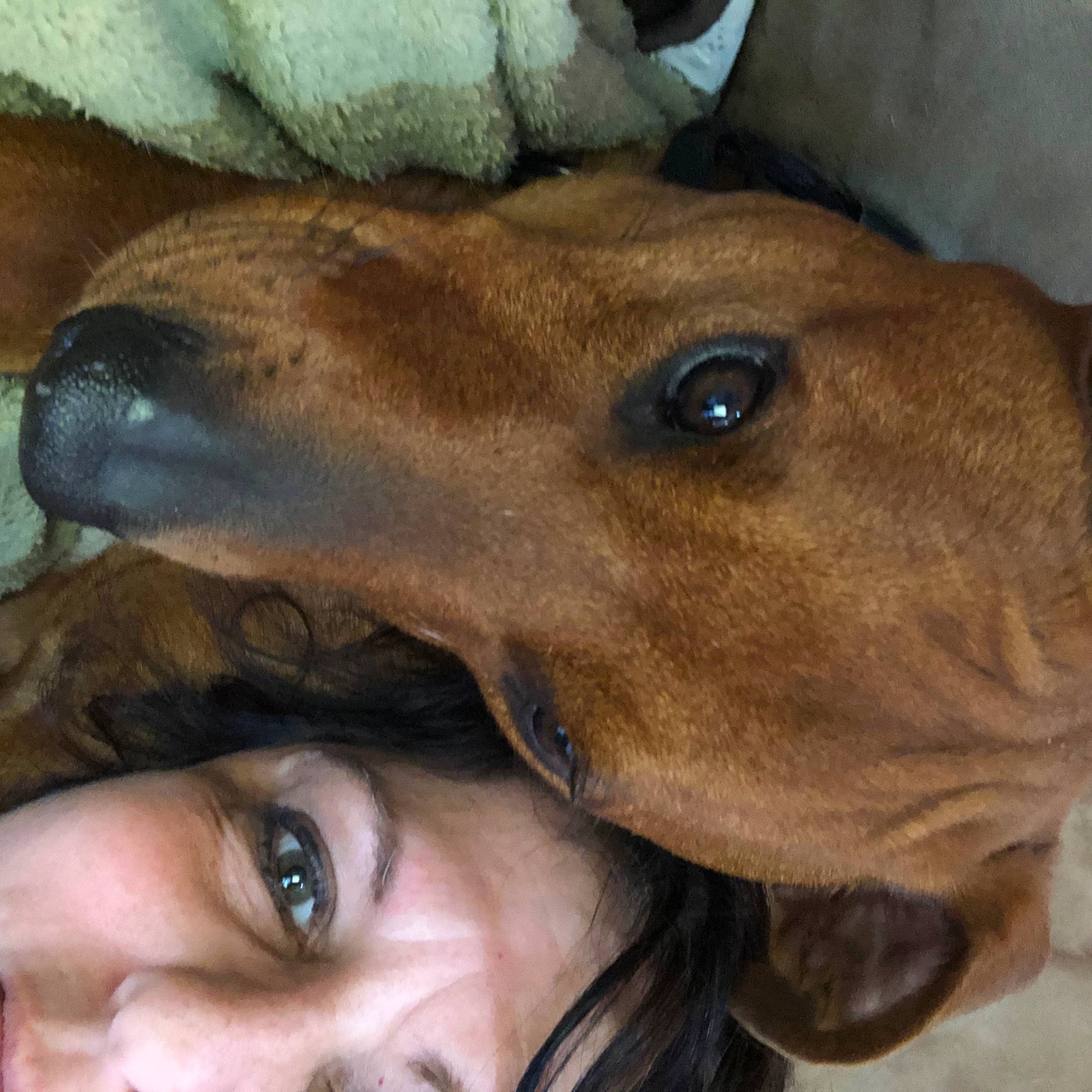 Ace is registered to the contest to win money with this photo: canidae, carnivore, dog, dog_breed, eye, face, fawn, head, mammal, mouth, nose, photography, selfie, snout