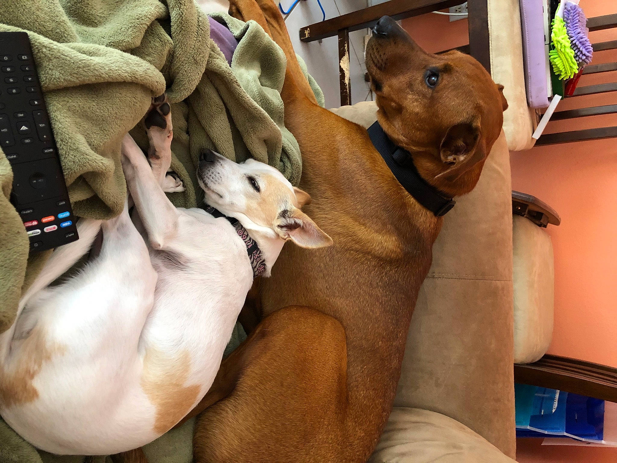 Ace is registered to the contest to win money with this photo: azawakh, canidae, carnivore, companion_dog, dog, dog_breed, fawn, greyhound, italian_greyhound, mammal, sporting_group, toy_dog, weimaraner, whippet