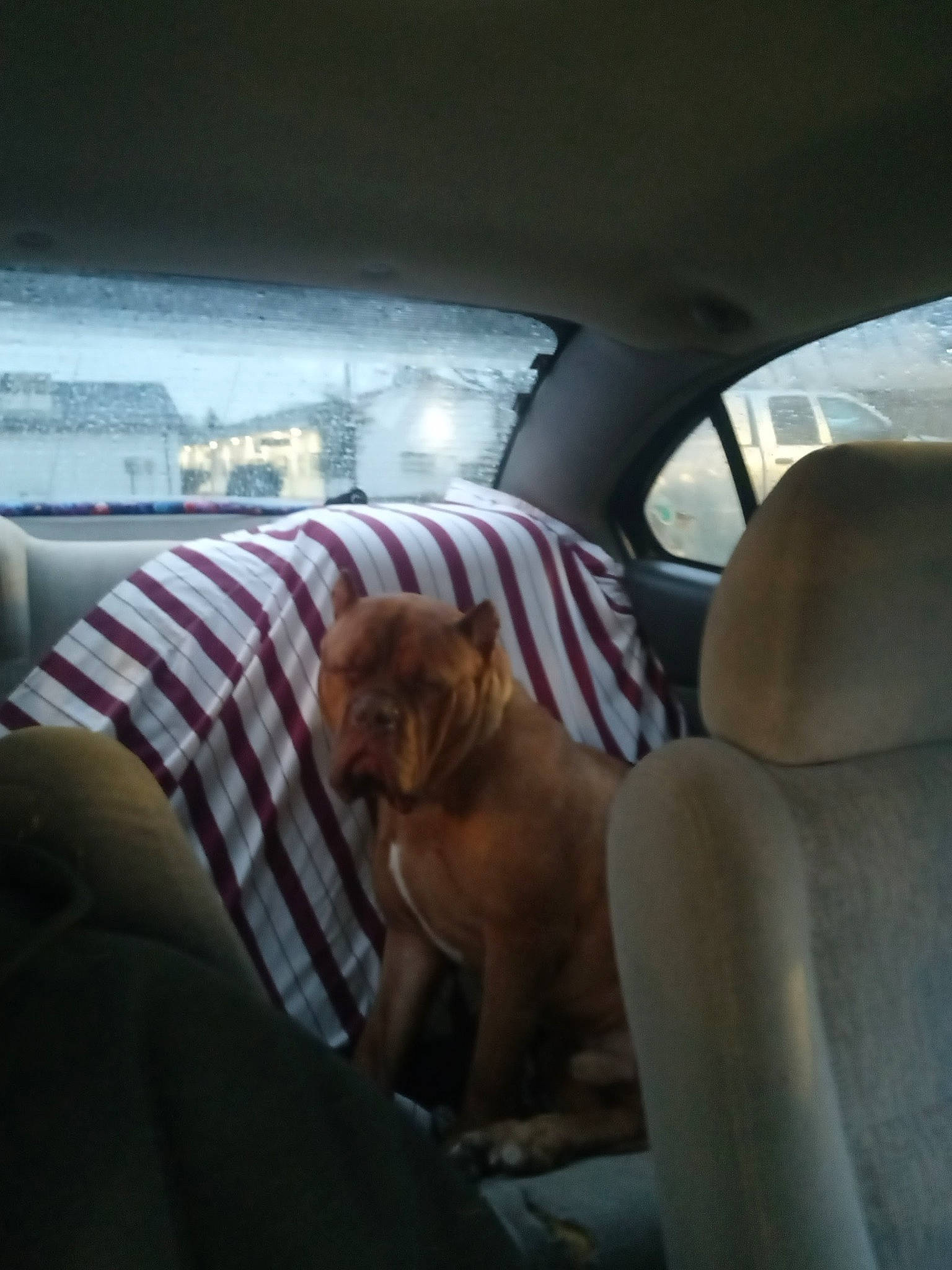 Tedward joined the competition — help win amazing prizes! automotive_exterior, automotive_mirror, car, car_seat, car_seat_cover, carnivore, comfort, companion_dog, dog, dog_breed, fawn, head_restraint, liver, motor_vehicle, personal_luxury_car, snout, tints_and_shades, vehicle, vehicle_door, window