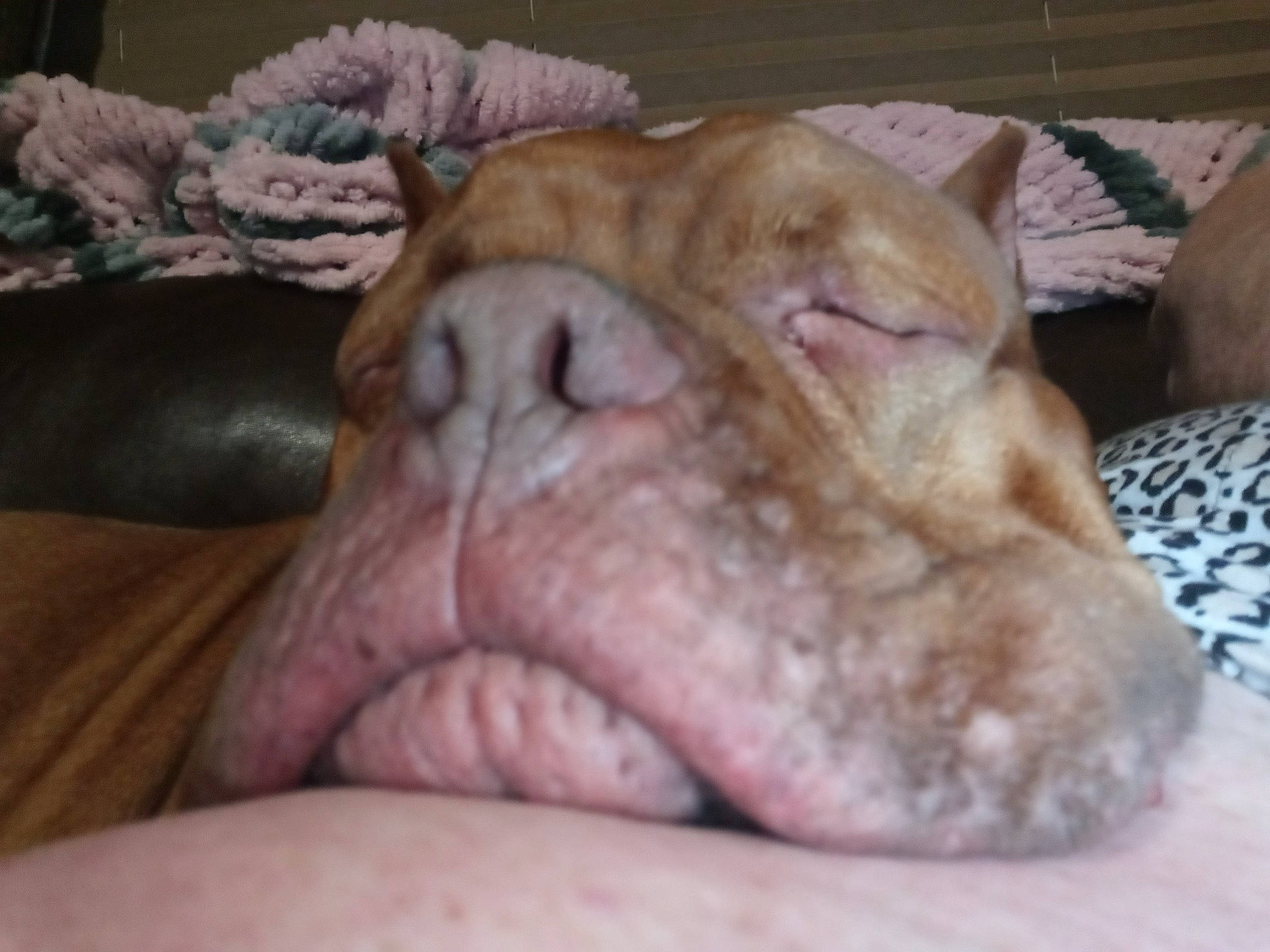 Tedward is registered to the contest to win money with this photo: canidae, carnivore, comfort, companion_dog, dog, dog_breed, fang, fawn, felidae, flesh, guard_dog, liver, nap, paw, snout, sporting_group, terrestrial_animal, whiskers, wrinkle, yawn