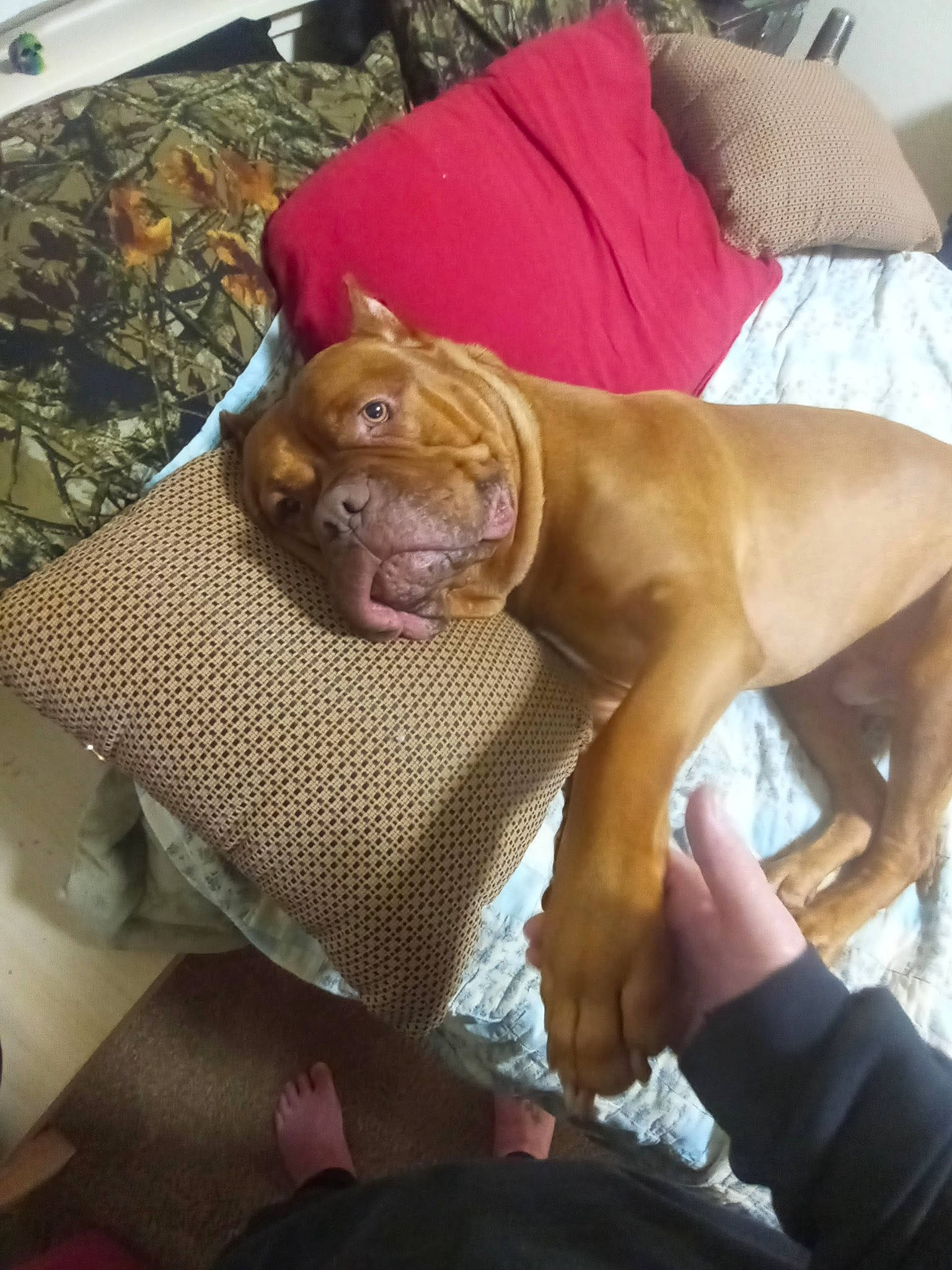 Tedward joined the competition — help win amazing prizes! canidae, carnivore, comfort, companion_dog, dog, dog_breed, dog_supply, fawn, guard_dog, hardwood, human_leg, linens, liver, room, snout, sporting_group, whiskers, wood, working_animal, wrinkle