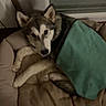 dog, puppy, husky, canine, pet, animal, face, eyes, ears, snout, fur, brown_fur, white_fur, bed, blanket, pillow, bedroom, indoors, cozy, sleeping