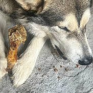 Yumi a rejoint le concours — aidez-le/la à gagner de superbes lots ! dog, puppy, husky, sleeping, chewing, bone, pet, animal, fur, gray_fur, white_fur, black_fur, floppy_ears, paws, muzzle, nose, blanket, indoor, closeup, relaxed