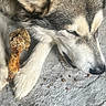 dog, puppy, husky, sleeping, chewing, bone, pet, animal, fur, gray_fur, white_fur, black_fur, floppy_ears, paws, muzzle, nose, blanket, indoor, closeup, relaxed