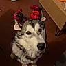 Yumi a rejoint le concours — aidez-le/la à gagner de superbes lots ! dog, husky, siberian_husky, pet, animal, canine, fluffy, portrait, sitting, looking_at_camera, festive, antlers, plaid, red, indoor, living_room, pet_bed, coffee_table, mug, tiled_floor