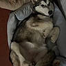 dog, dogs, husky, small_dog, pet, canine, sleeping, lounging, upside_down, belly_up, relaxed, bed, pet_bed, indoor, home, cozy, fur, ears, paws, nap