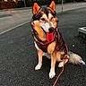 Yumi participe au concours pour gagner de l'argent avec cette photo : dog, canine, sitting, tongue_out, pointed_ears, black_and_tan, white_fur, harness, leash, outdoor, street, pavement, urban, city, building, hedge, trees, portrait, pet, evening_light
