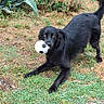 black_dog, dog, soccer_ball, grass, outdoor, pet, animal, playful, canine, mammal, greenery, nature, fun, sport, toy, active, grass_patch, tail, mouth, four_legs