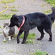 Mireille participe au concours pour gagner de l'argent avec cette photo : dog, cat, animal, pet, outdoor, grass, gravel, scarf, black_dog, tabby_cat, nature, curious, sniffing, friendship, pavement, greenery, daylight, mammal, companion, leisure